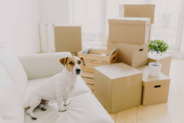 Is It Possible to Improve the Ride Comfort of a Sports Car Without Sacrificing Performance?