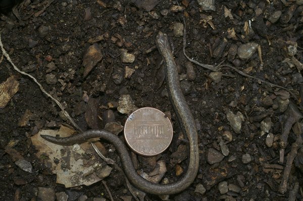 What Are the Health Effects of Microgreens Compared to Their Mature Counterparts?