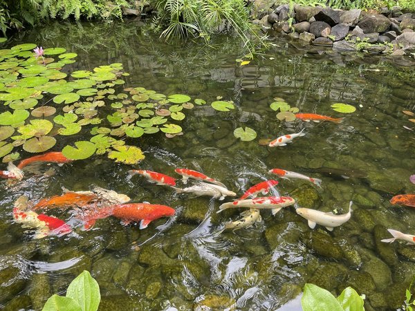 How to Design a Sustainable Koi Pond for a Backyard Sanctuary?